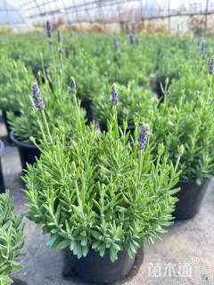 高度10厘米薰衣草