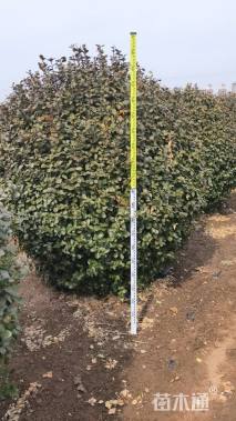 冠幅2.2厘米胶东卫矛球