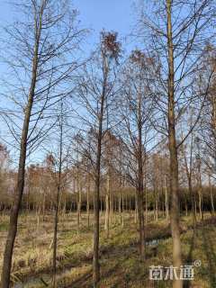 13公分墨西哥落羽杉