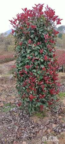 高度180厘米红叶石楠柱