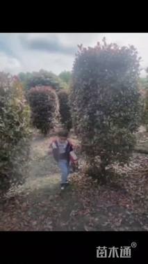 高度200厘米红叶石楠柱