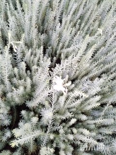 高度15厘米宿根亚麻