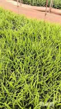 高度30厘米常绿萱草