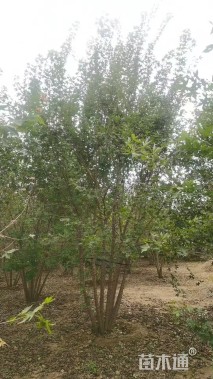 高度500厘米丛生五角枫