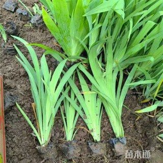 高度35厘米射干