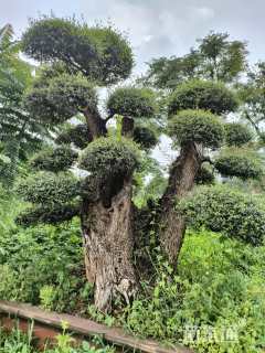 高度300厘米尖叶木樨榄