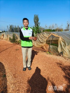 高度30厘米翠芦莉