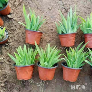 高度18厘米鸢尾