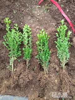 高度30厘米豆瓣黄杨