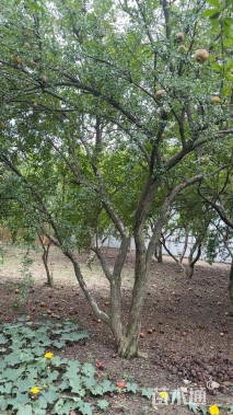 高度500厘米石榴