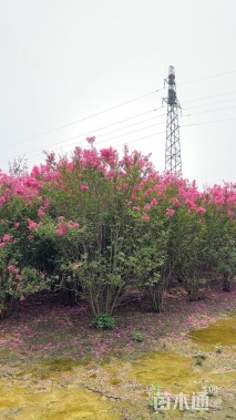 高度200厘米丛生紫薇