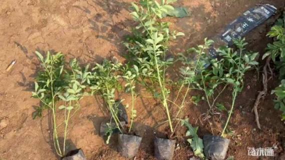 高度20厘米四季玫瑰