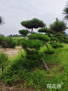 高度250厘米黑松