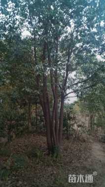 20公分丛生香樟