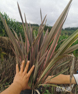 高度80厘米新西兰亚麻