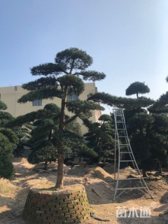 移栽苗造型罗汉松