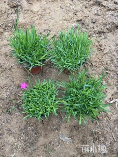 高度15厘米欧石竹