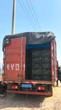 高度50厘米马兰头