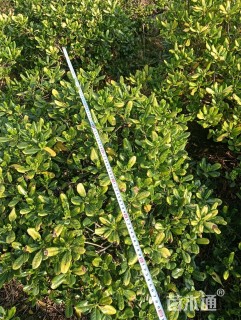 冠幅80厘米海桐球