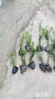 高度15厘米亮绿忍冬