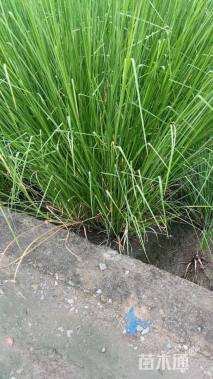 高度60厘米香根草