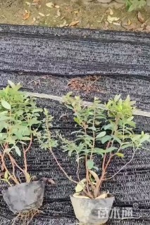 高度40厘米金丝桃