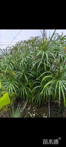 高度100厘米旱伞草