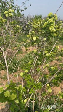 高度150厘米天目琼花