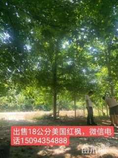15公分美国红枫