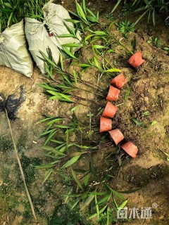 高度50厘米翠芦莉