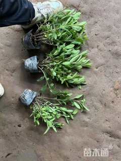 高度35厘米毛鹃