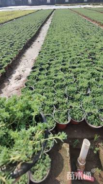 高度8厘米中华景天