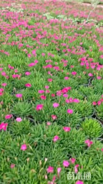 高度8厘米欧石竹