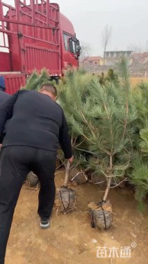 高度100厘米黑松