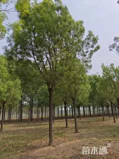 15公分秋紫白蜡