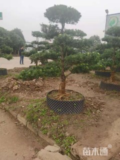 原生苗造型罗汉松