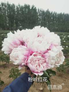 高度60厘米牡丹