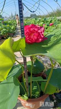 高度20厘米荷花