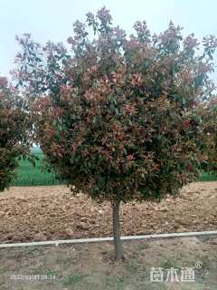 12公分红叶石楠