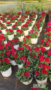 高度10厘米康乃馨