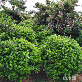 冠幅120厘米冬青球