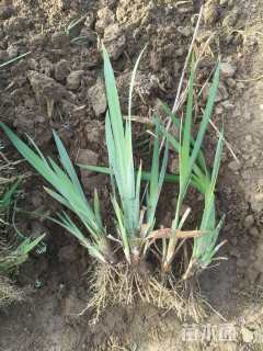 高度20厘米黄菖蒲