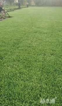 草块状中华结缕草