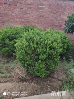 冠幅100厘米小叶黄杨球