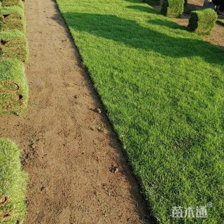 草毯状马尼拉草毯