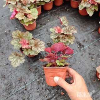 高度10厘米矾根