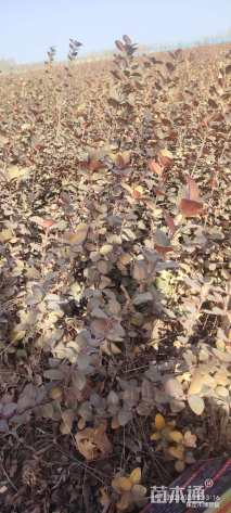 高度40厘米卫矛