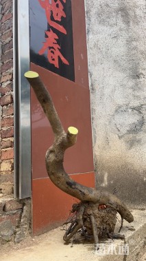 高度50厘米金弹子