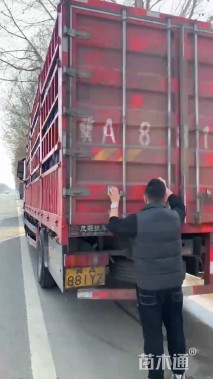 高度15厘米无尽夏绣球