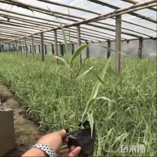 高度50厘米芦竹